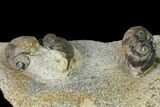 Two Ordovician Gastropods and a Trilobite (Onnia) Head - Morocco #164099-1